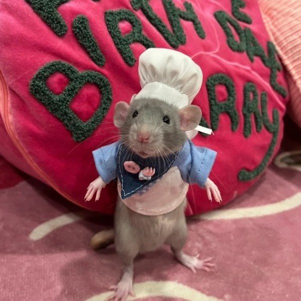 avatar chuột cute 32