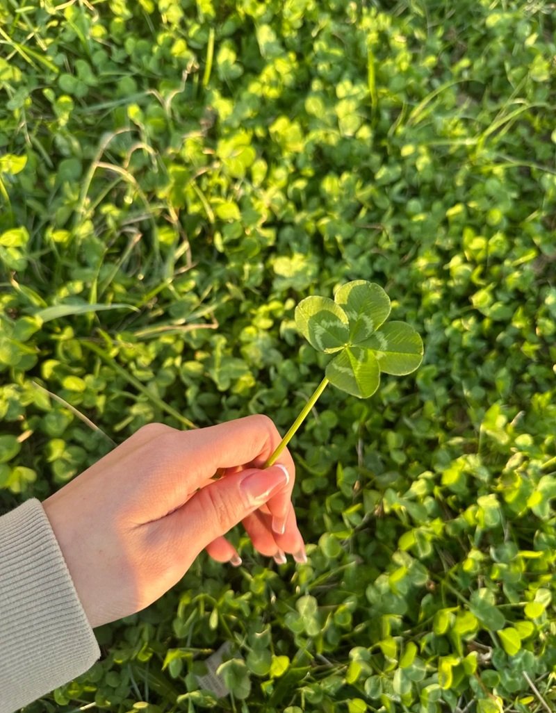 avatar cỏ 4 lá cute 23