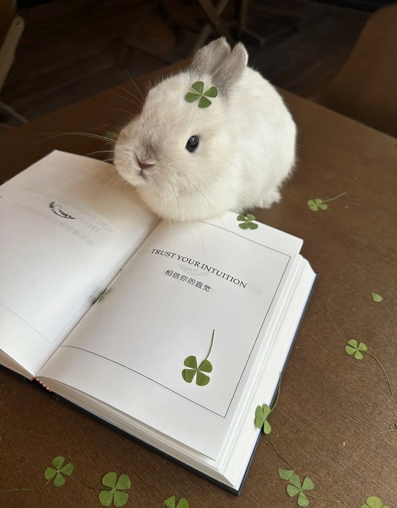 avatar cỏ 4 lá cute 39