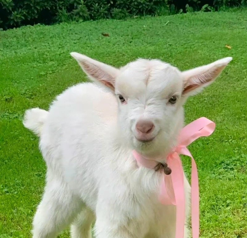 avatar con cừu cute 14