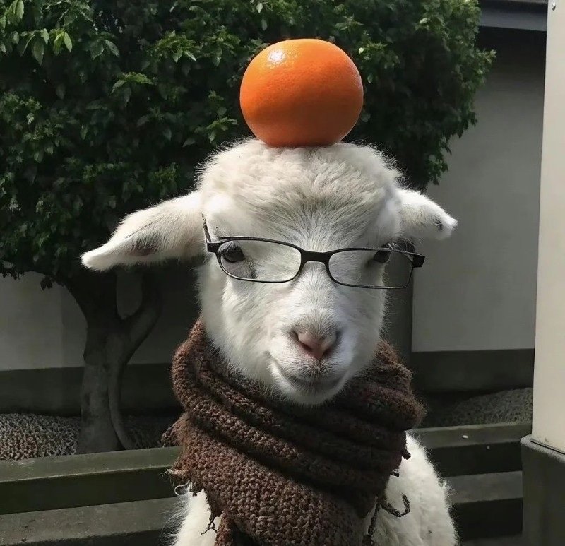 avatar con cừu cute 17