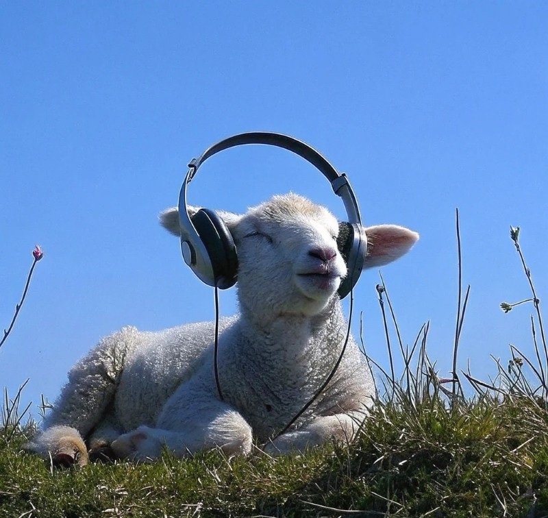 avatar con cừu cute 2