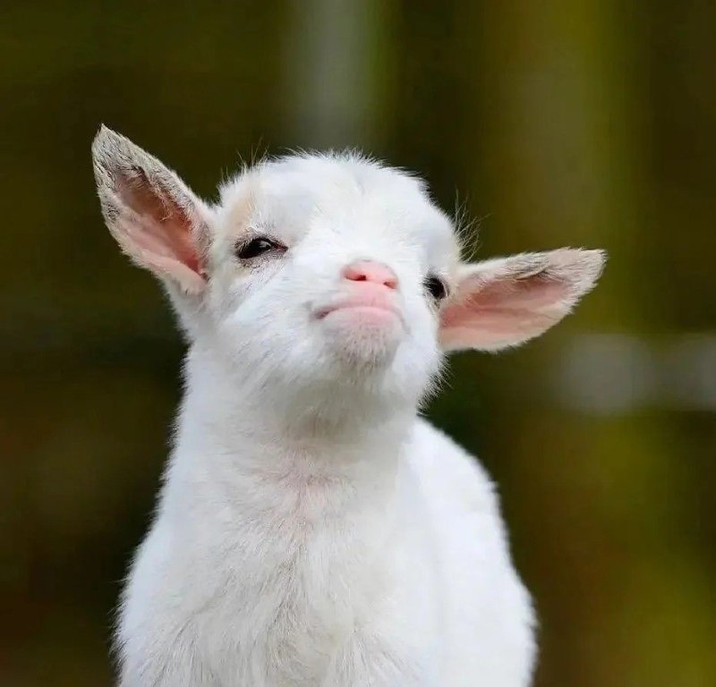 avatar con cừu cute 20