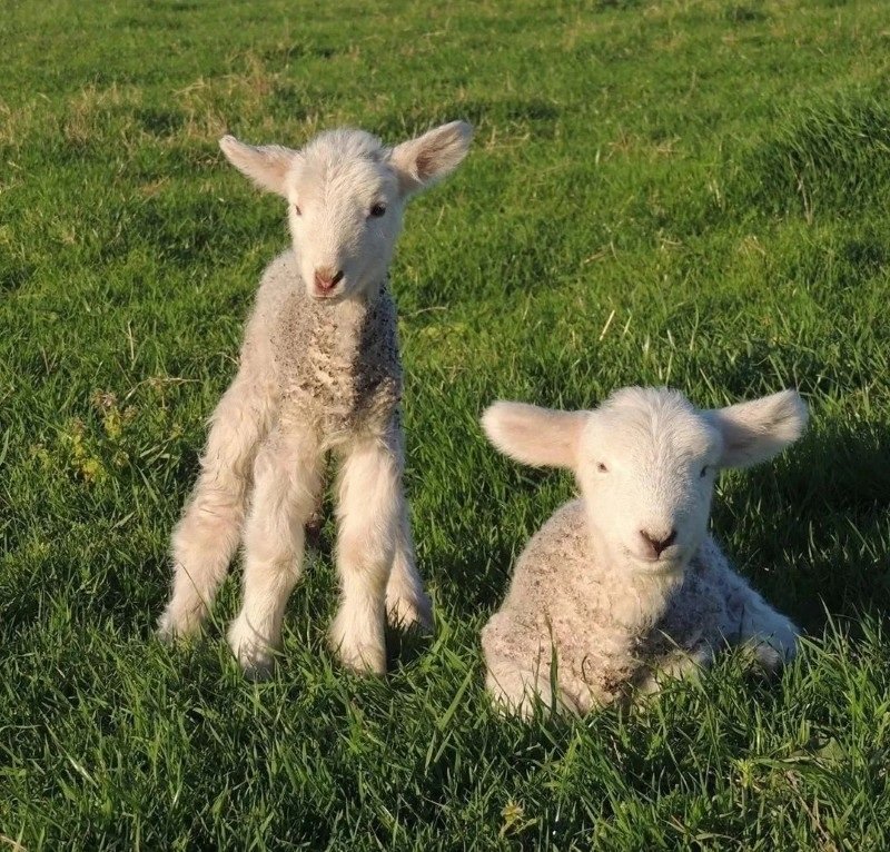 avatar con cừu cute 22