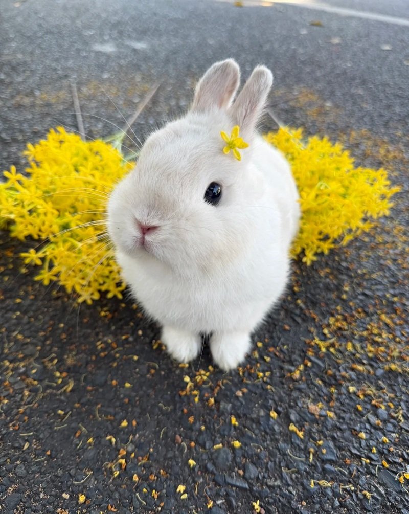 avatar con thỏ cute 11