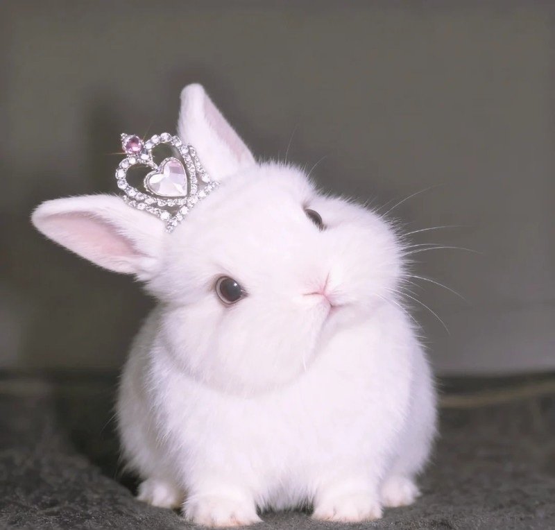 avatar con thỏ cute 2