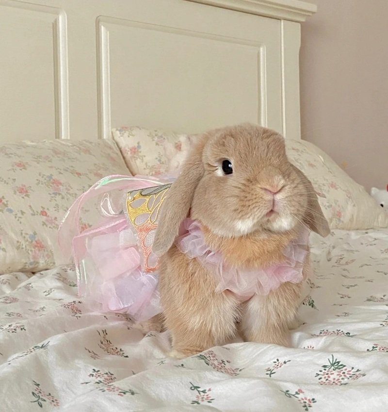 avatar con thỏ cute 27