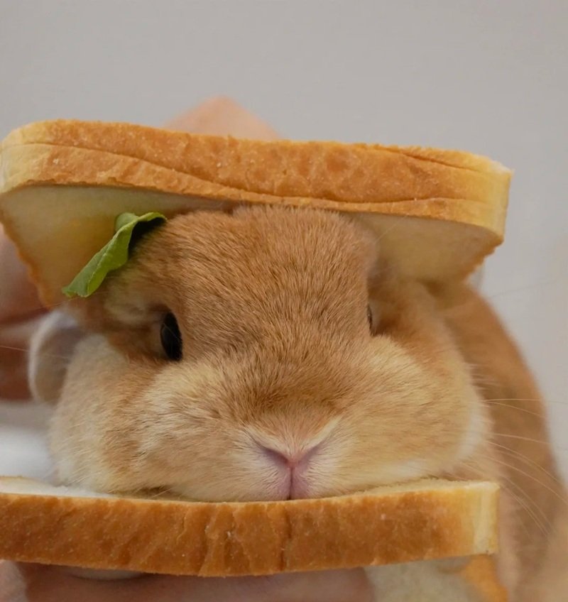 avatar con thỏ cute 8