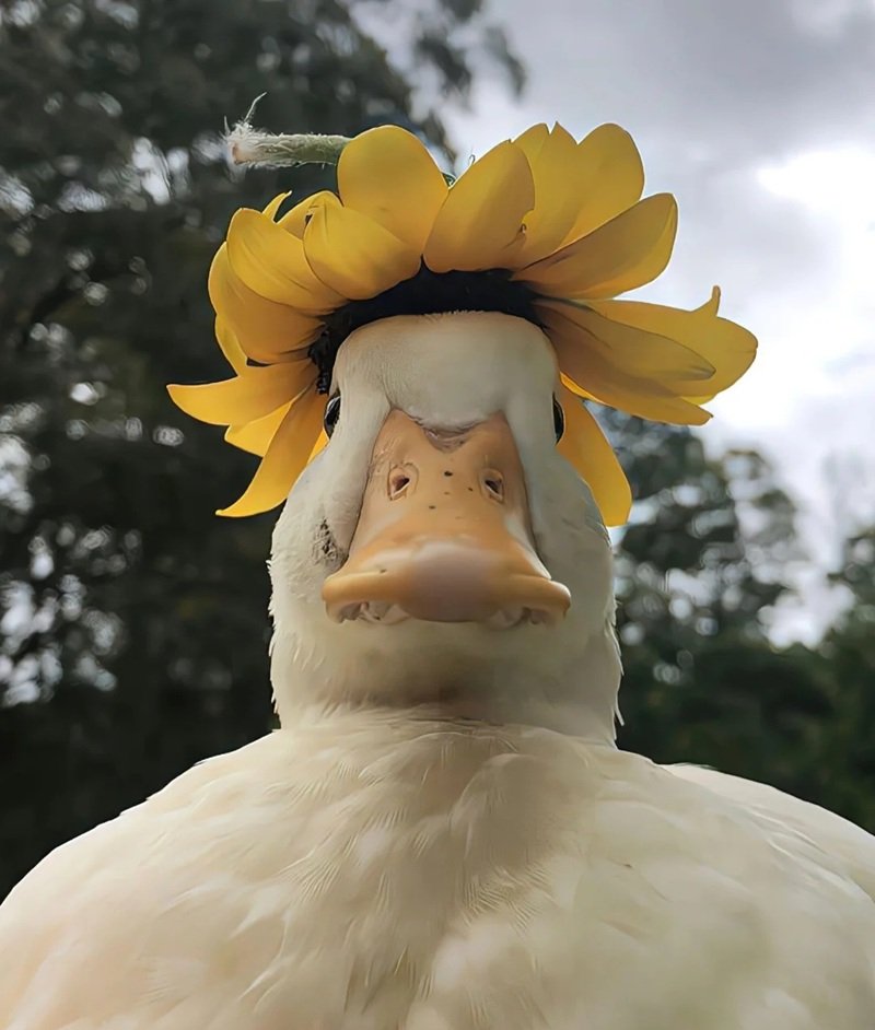 avatar con vịt ngầu 6