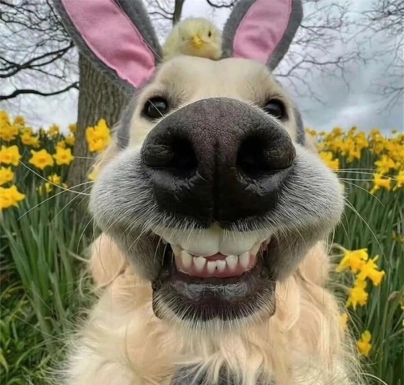 avatar cute vô tri 16