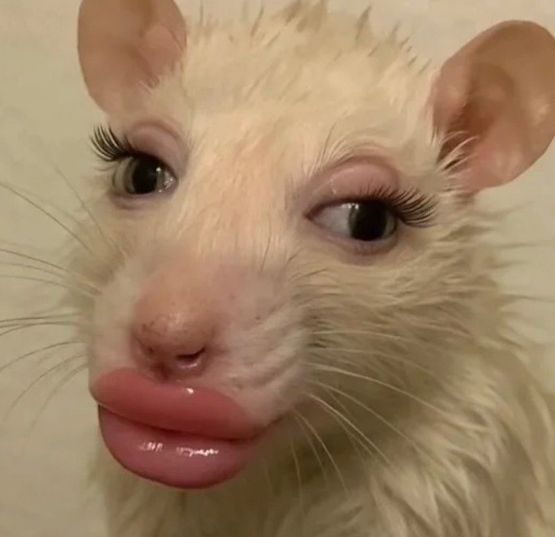 avatar đôi bạn thân nữ vô tri 42