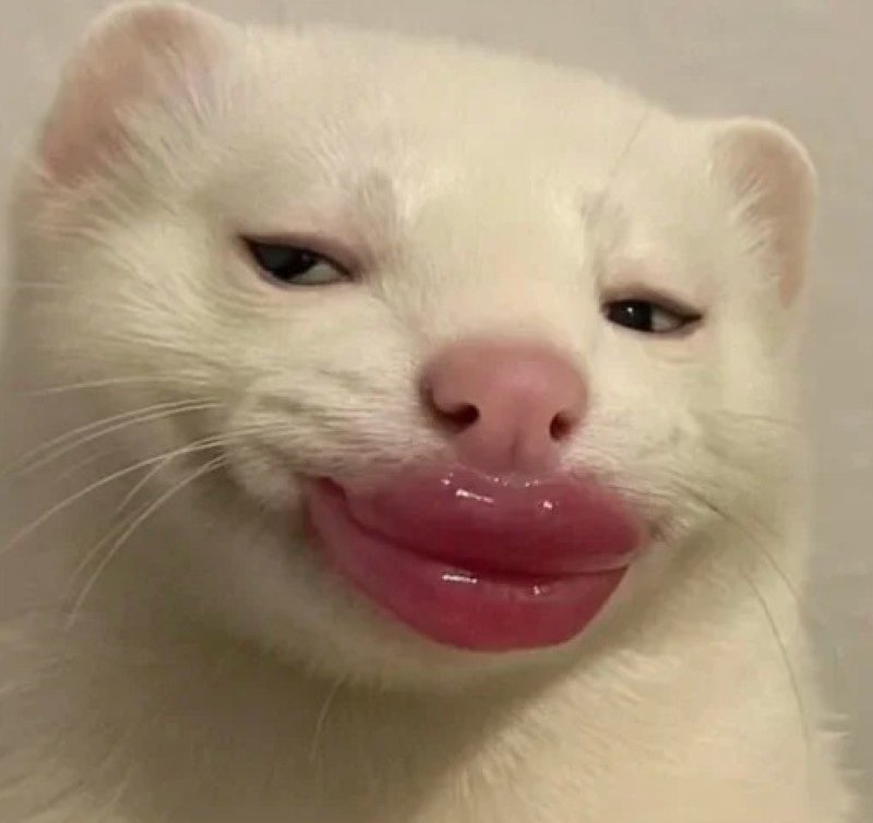 avatar đôi bạn thân nữ vô tri 43