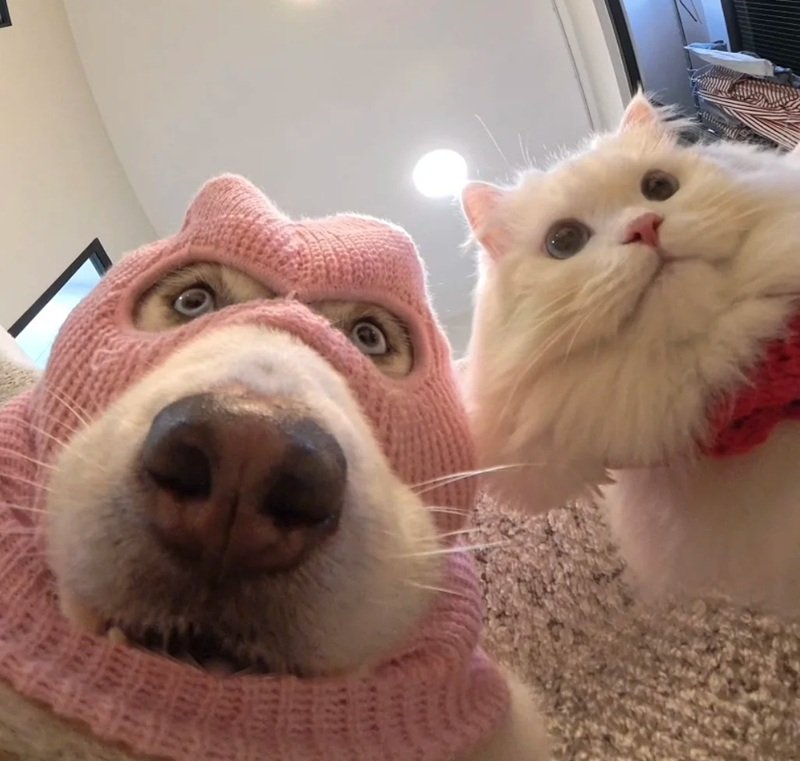 avatar đôi chó mèo 16