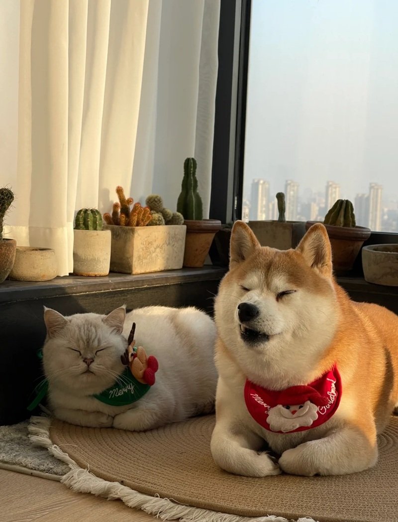 avatar đôi chó mèo 17