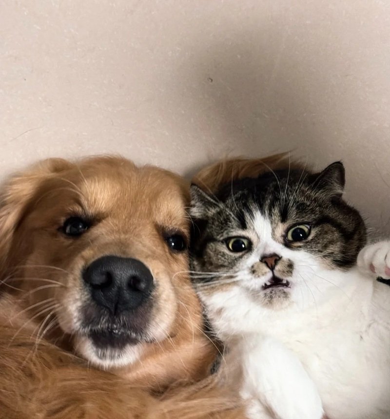 avatar đôi chó mèo 18