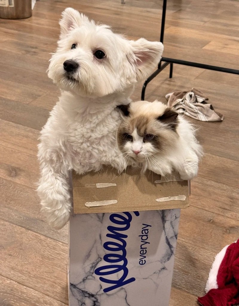 avatar đôi chó mèo 20