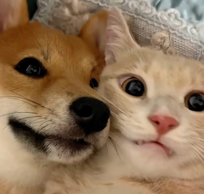 avatar đôi chó mèo 24