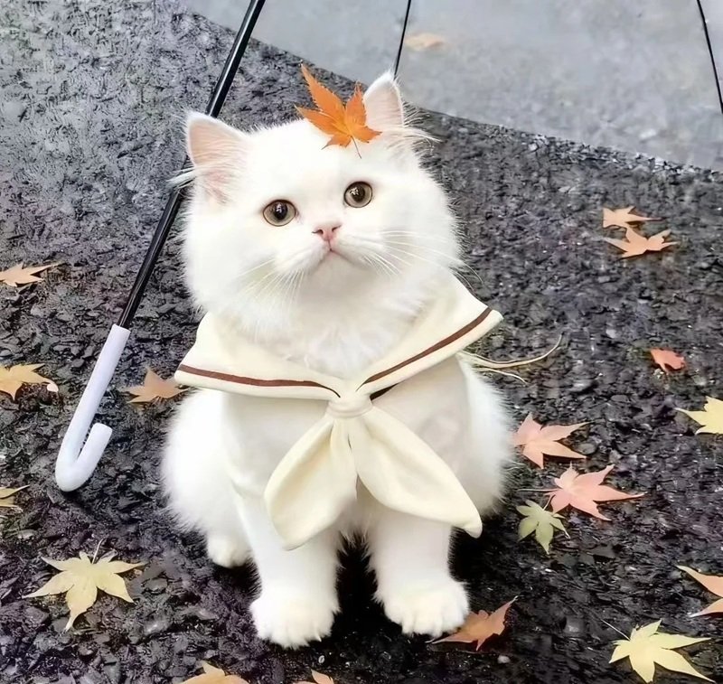 avatar đôi chó mèo 3