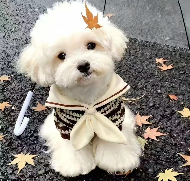 avatar đôi chó mèo 4