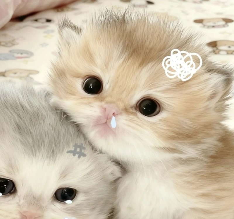 avatar đôi cute mèo 10