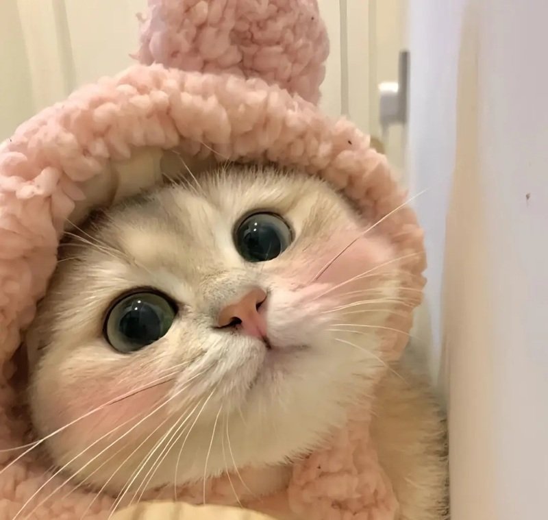 avatar đôi cute mèo 15