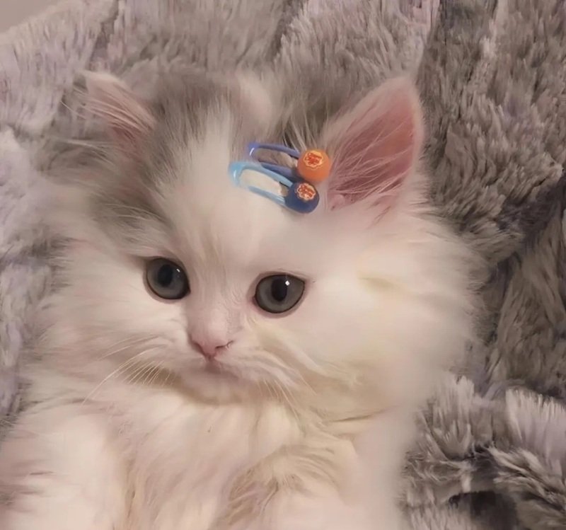 avatar đôi cute mèo 16