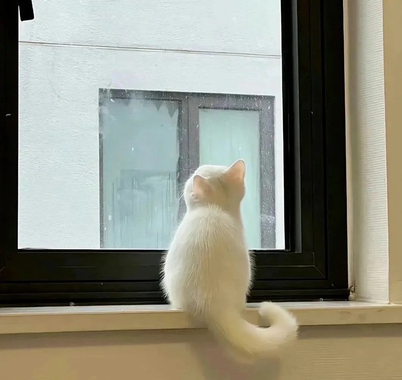 avatar đôi cute mèo 2