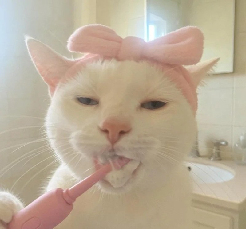 avatar đôi cute mèo 20