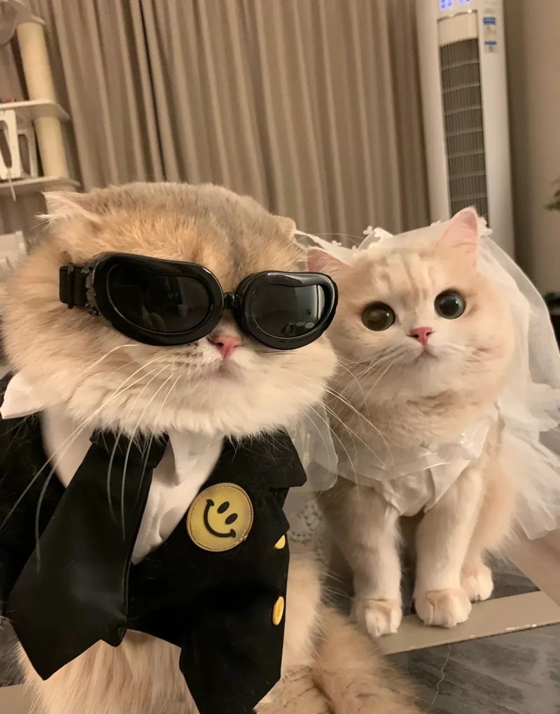 avatar đôi cute mèo 27