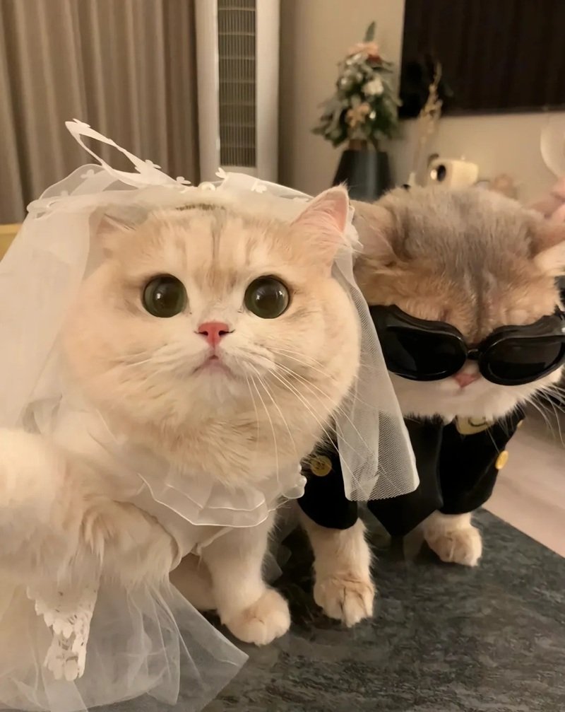 avatar đôi cute mèo 28