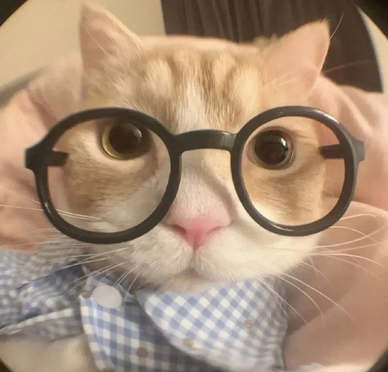 avatar đôi cute mèo 3