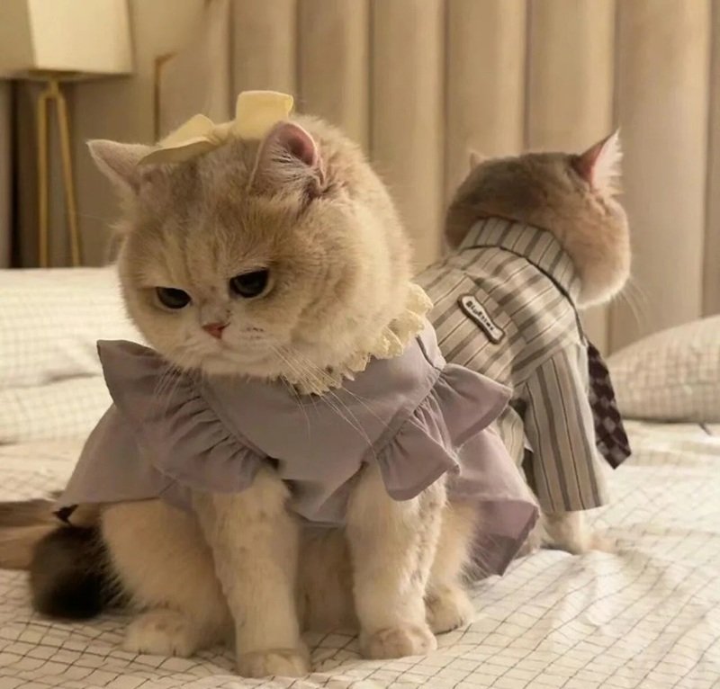 Top 88+ ảnh avatar đôi cute mèo ngộ nghĩnh nhất 2025 - Hình ảnh bài viết