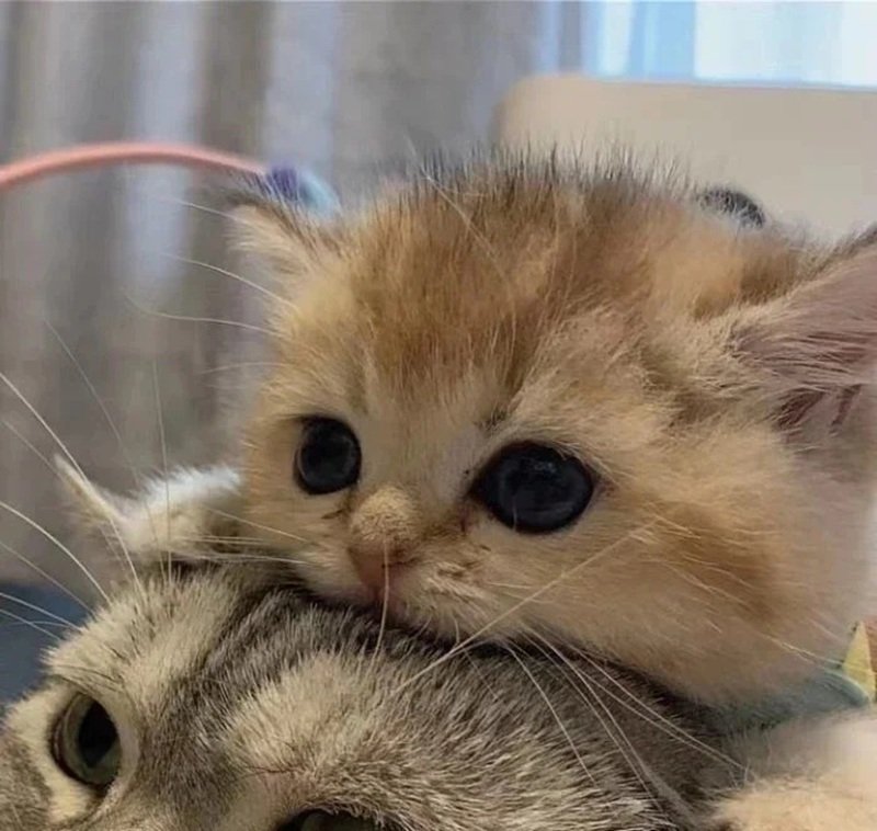 avatar đôi cute mèo 34