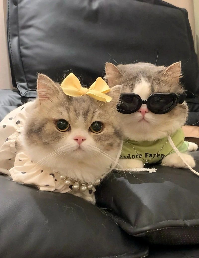 avatar đôi cute mèo 37