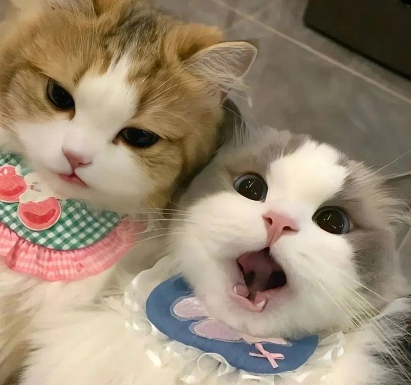 avatar đôi cute mèo 38