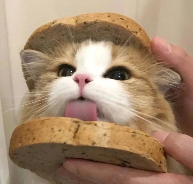 avatar đôi cute mèo 6