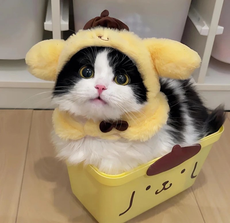 avatar đôi vs ny 2