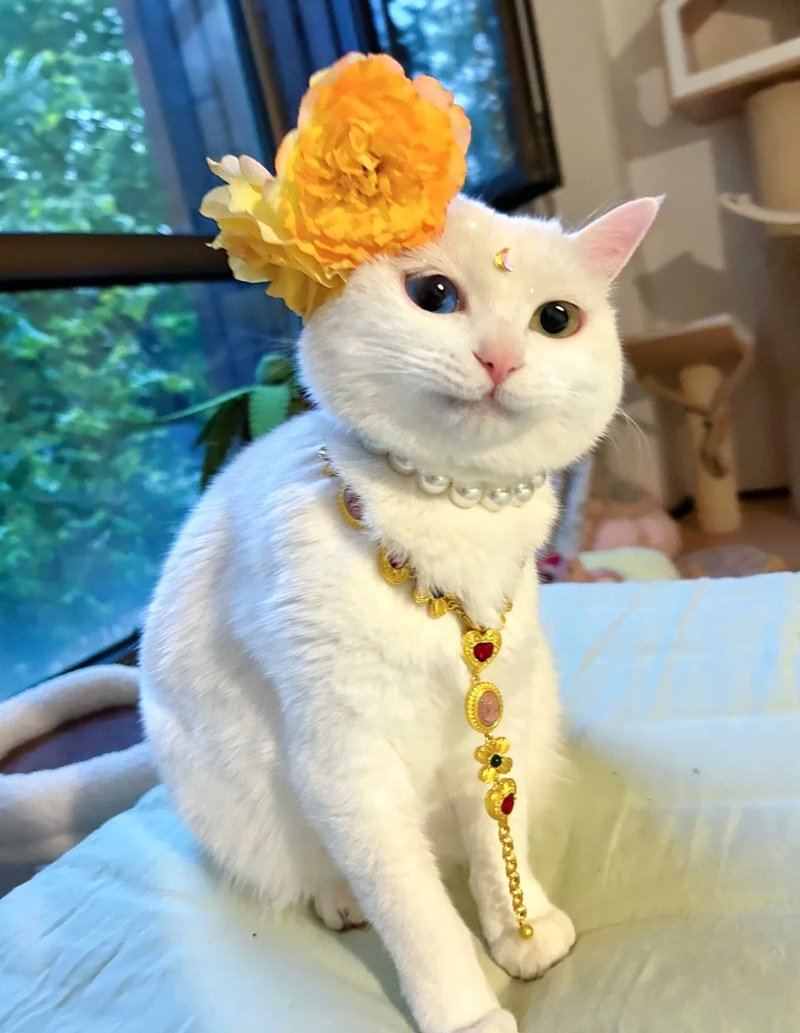 avatar động vật cute 10