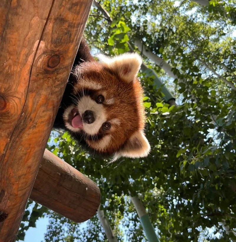 avatar động vật cute 11