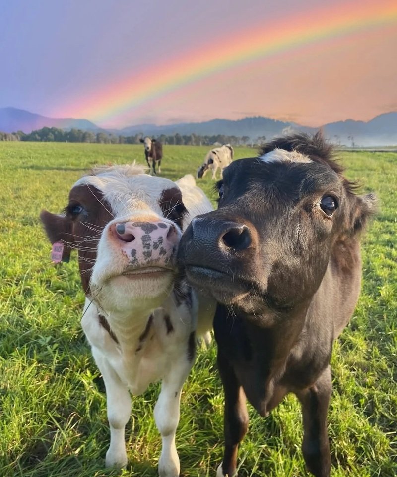 avatar động vật cute 19