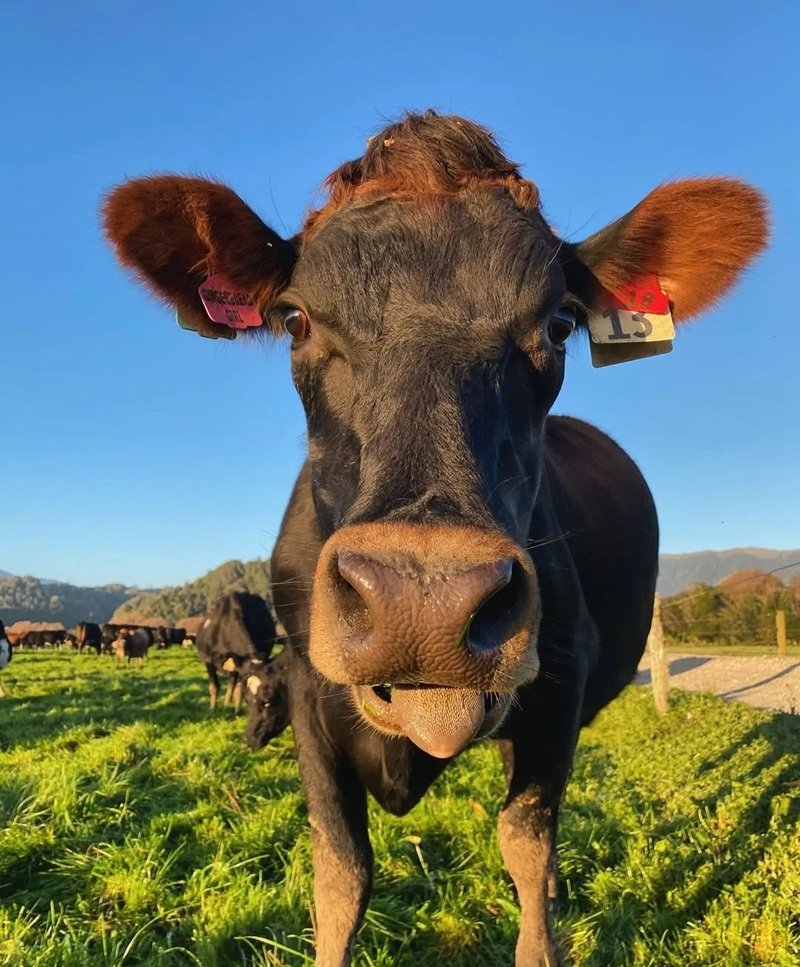 avatar động vật cute 20