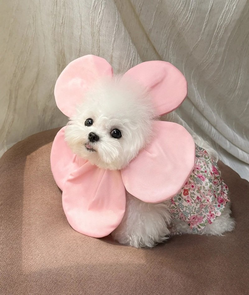 avatar động vật cute 22