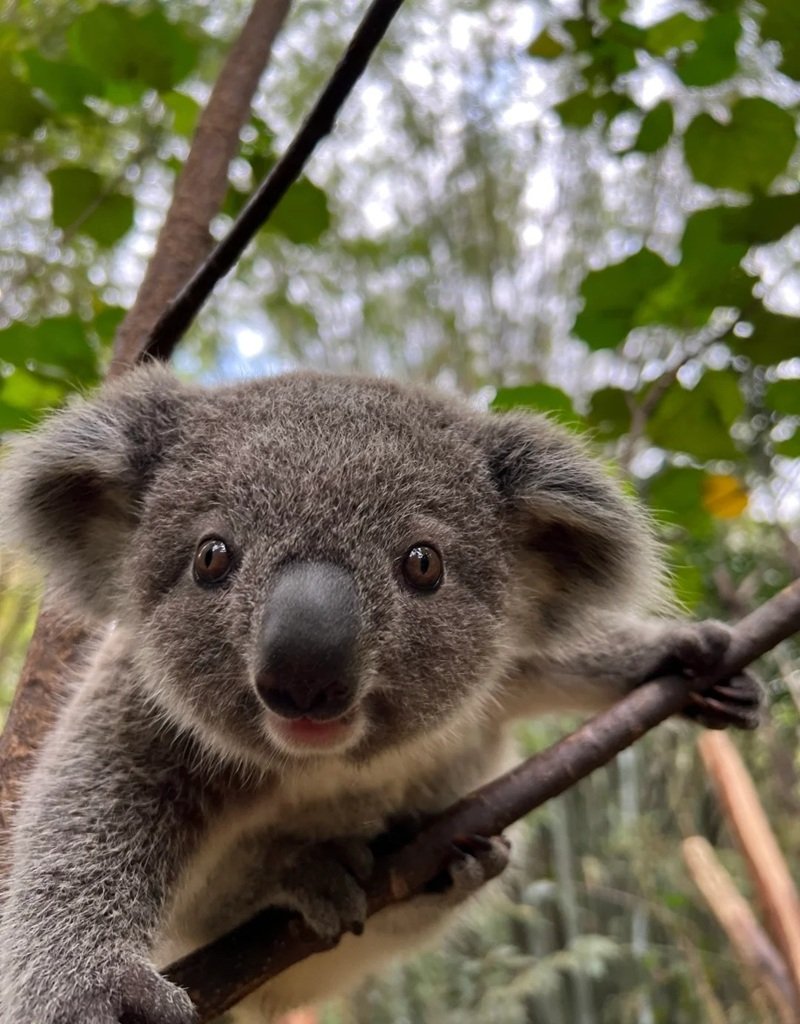 avatar động vật cute 23