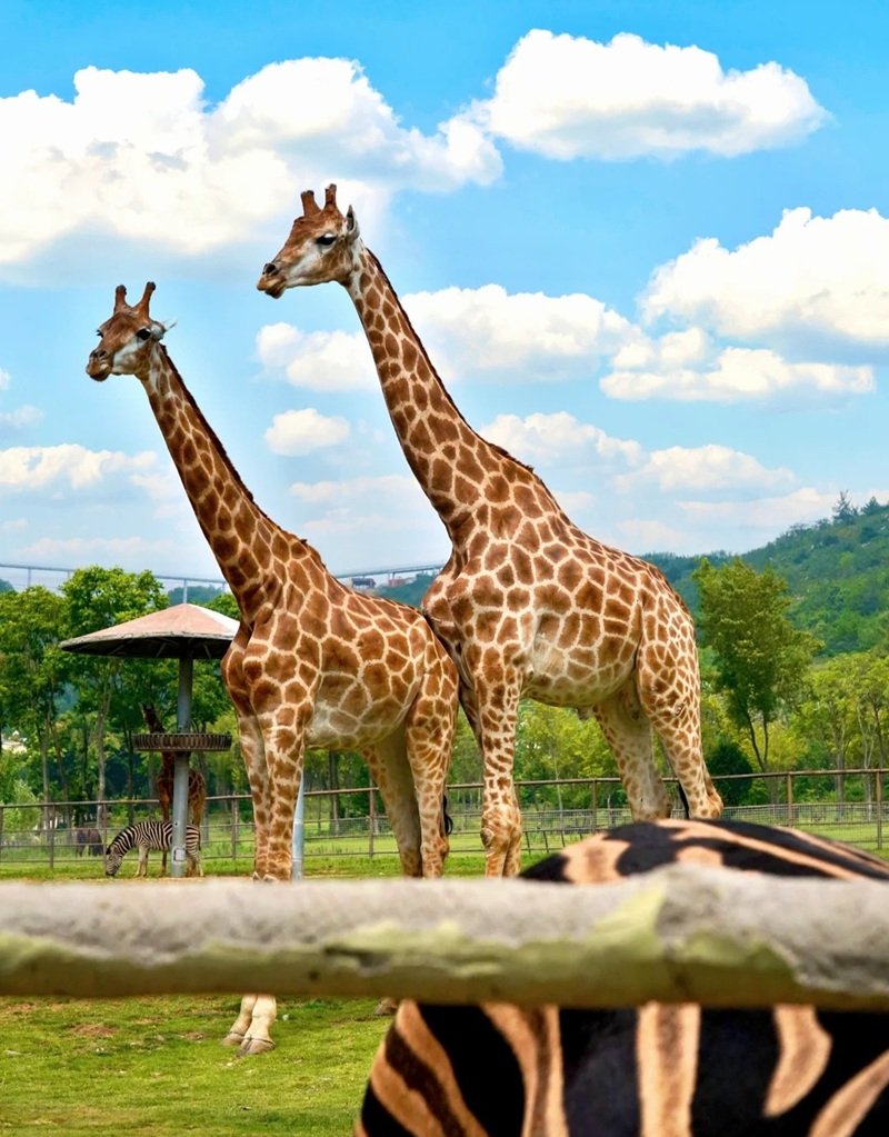 avatar động vật cute 24