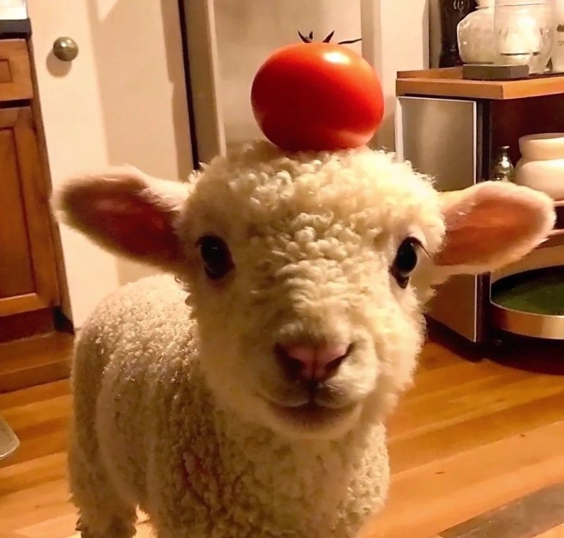 avatar động vật cute 25