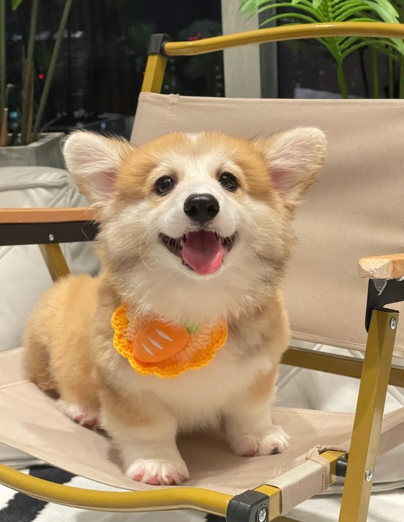 avatar động vật cute 33