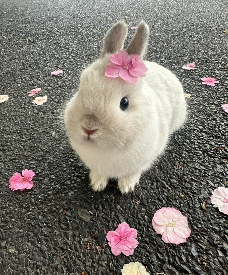 avatar động vật cute 34