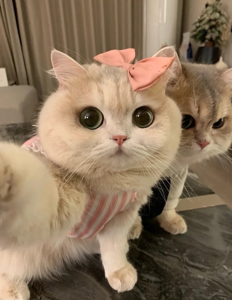 avatar động vật cute 37