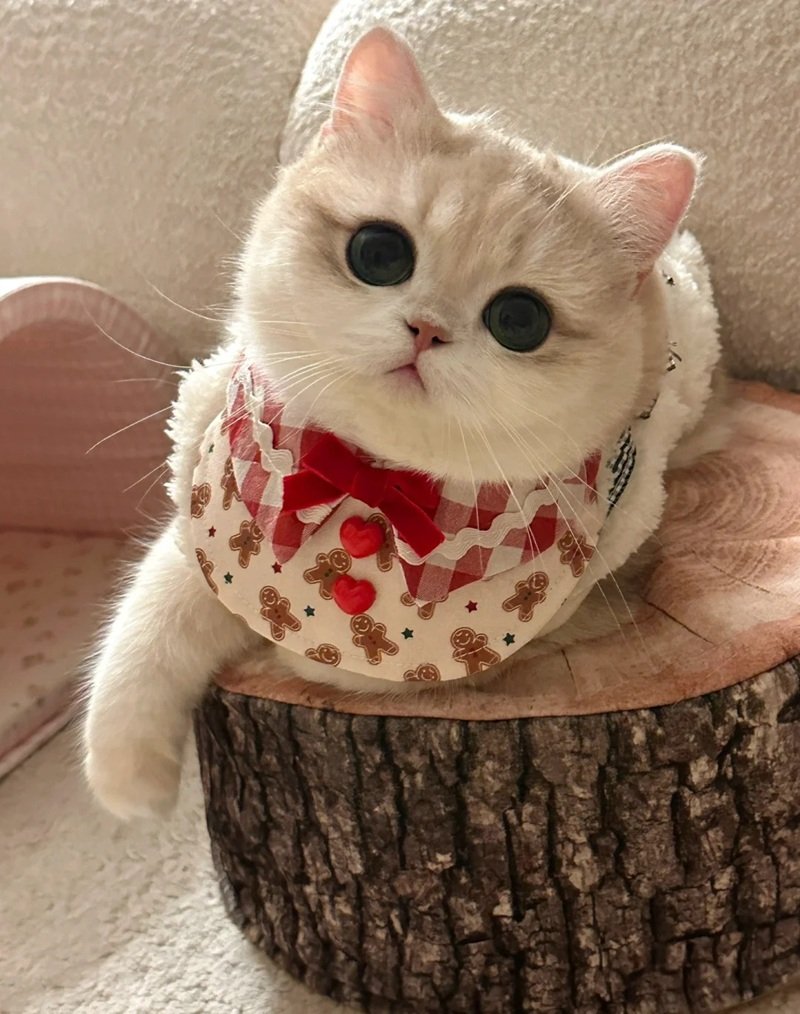 avatar động vật cute 38