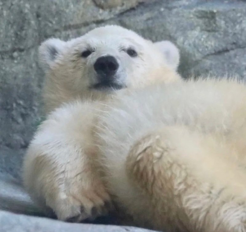 avatar gấu trắng ngầu 27